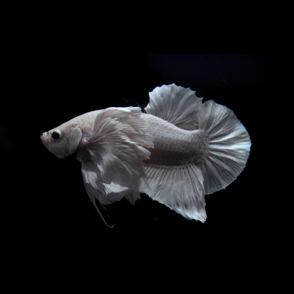 Dumbo White Betta Fish