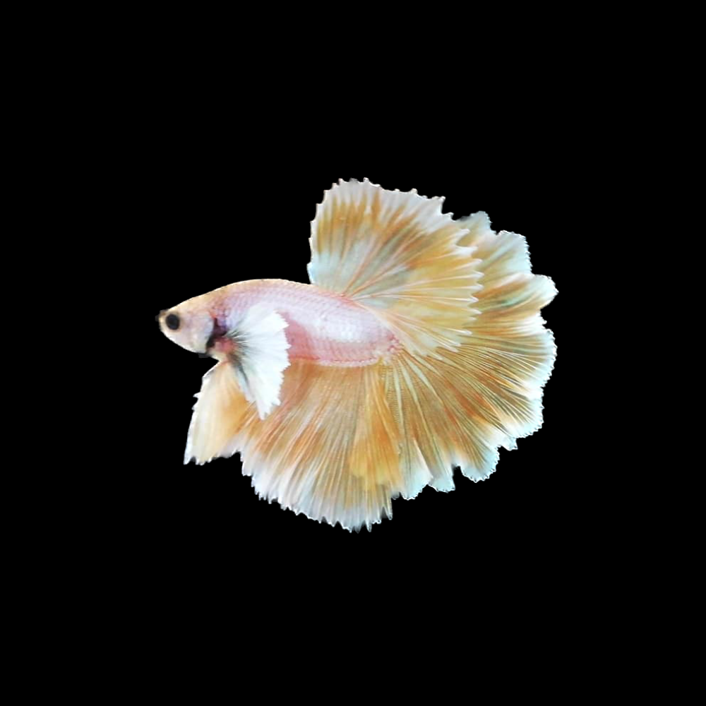 Dumbo Yellow Pineapple Betta Fish