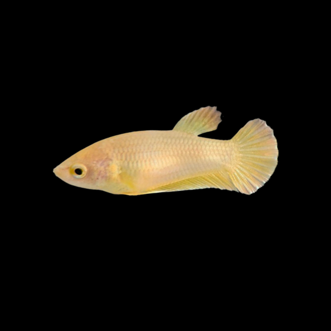 Rare Female Gold Betta Fish