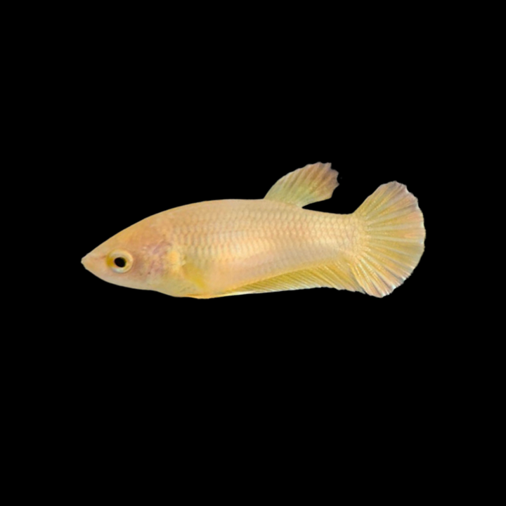 Rare Female Gold Betta Fish