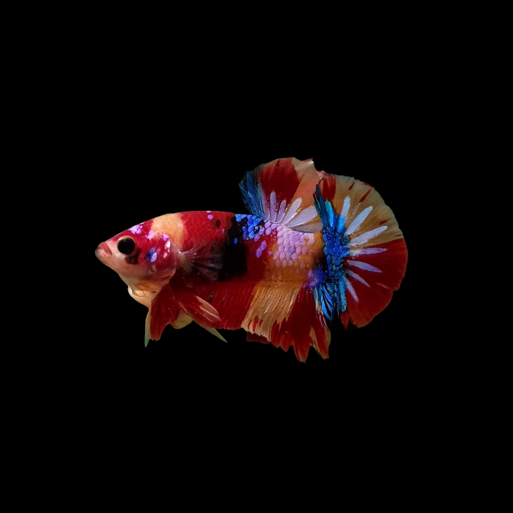 Koi Betta Fish For Sale Thailand Betta Fish