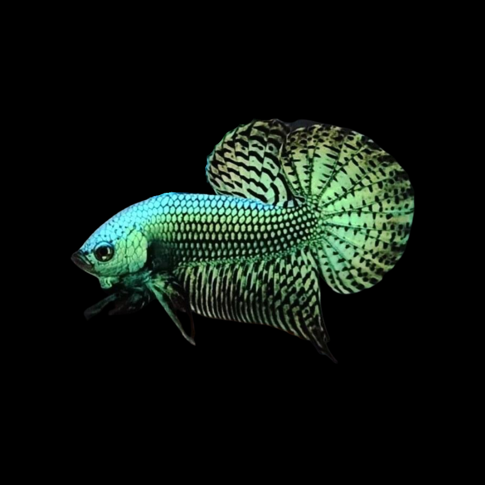 Green Betta Fish For Sale Thailand Betta Fish