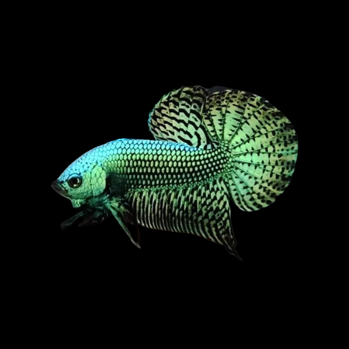 Green Alien Wild Betta Fish