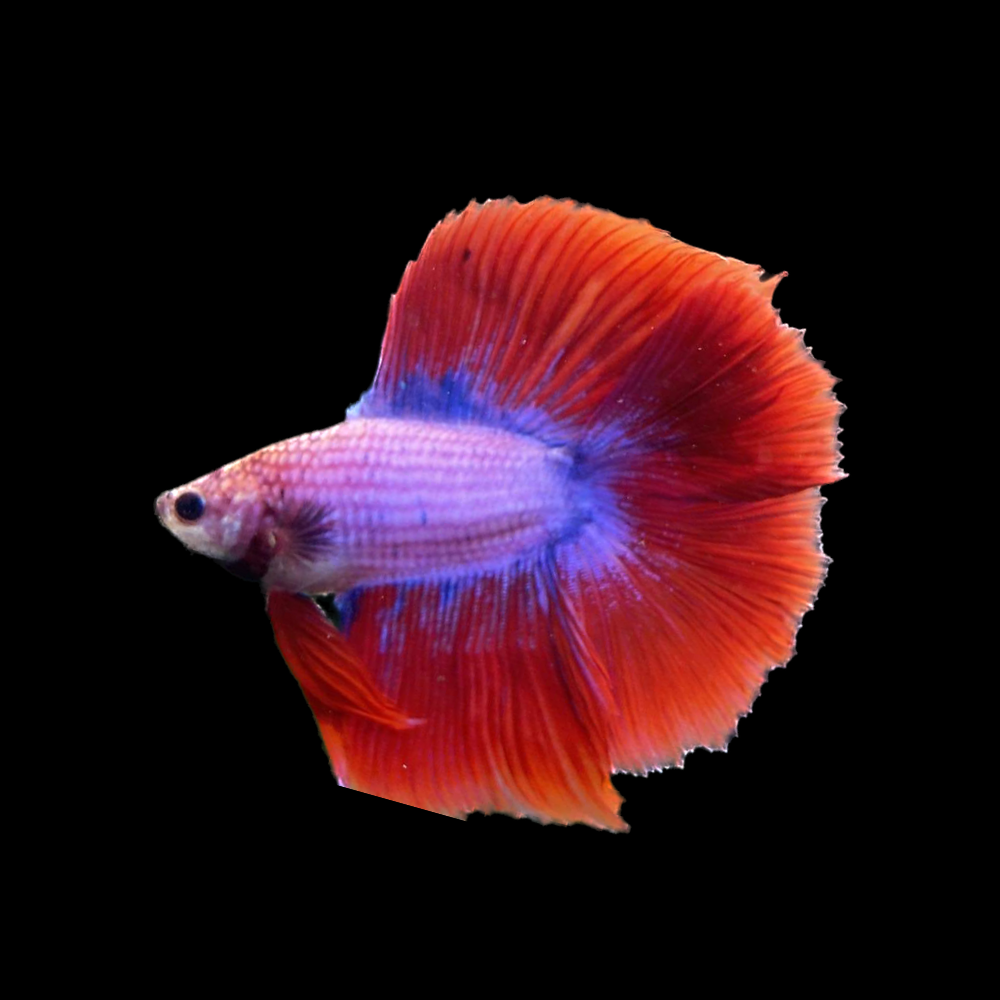Halfmoon Purple Betta Fish