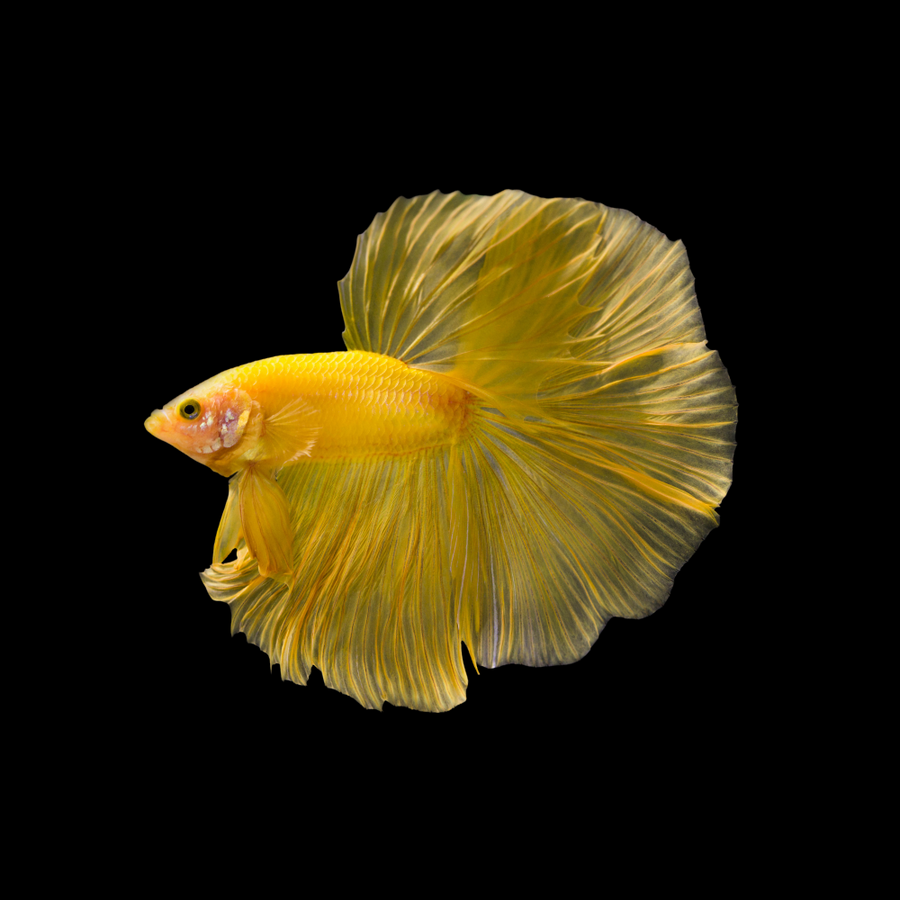 Halfmoon Yellow Betta Fish (Male)