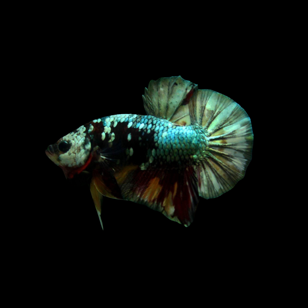 Koi Copper Betta Fish