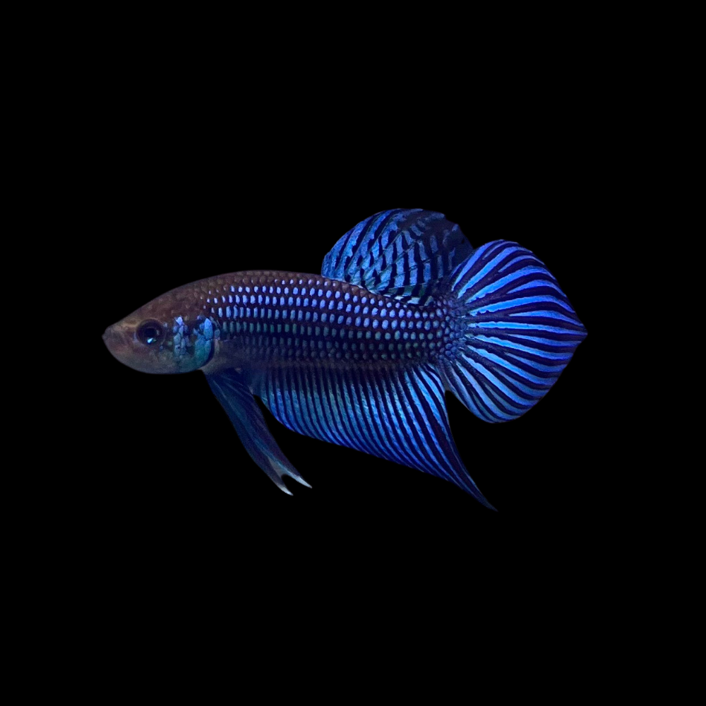 Blue Mahachaiensis Betta - Thailand Wild Betta 