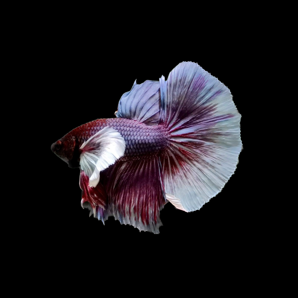 Dumbo Lavender Betta Fish (Male)