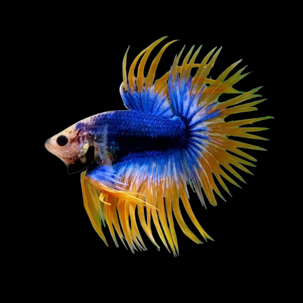 Rare Crowntail Mustard Betta Fish