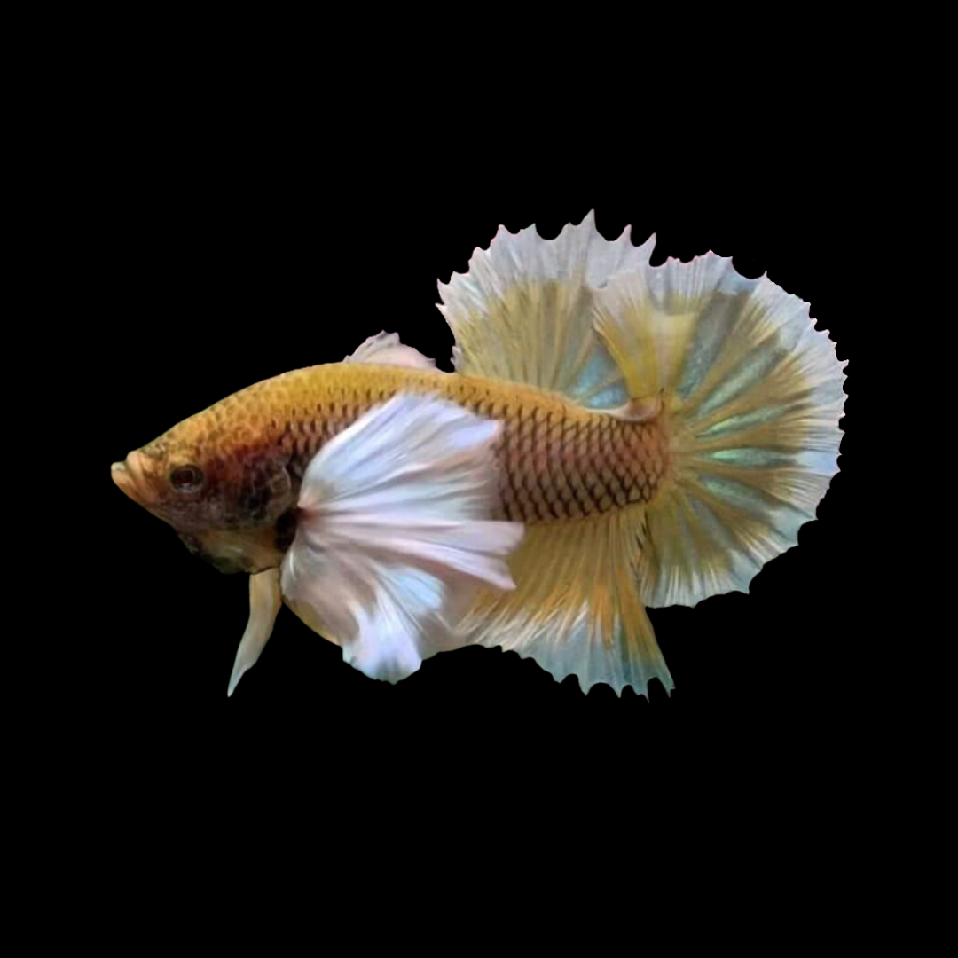 Dumbo Gold Butterfly Betta Fish