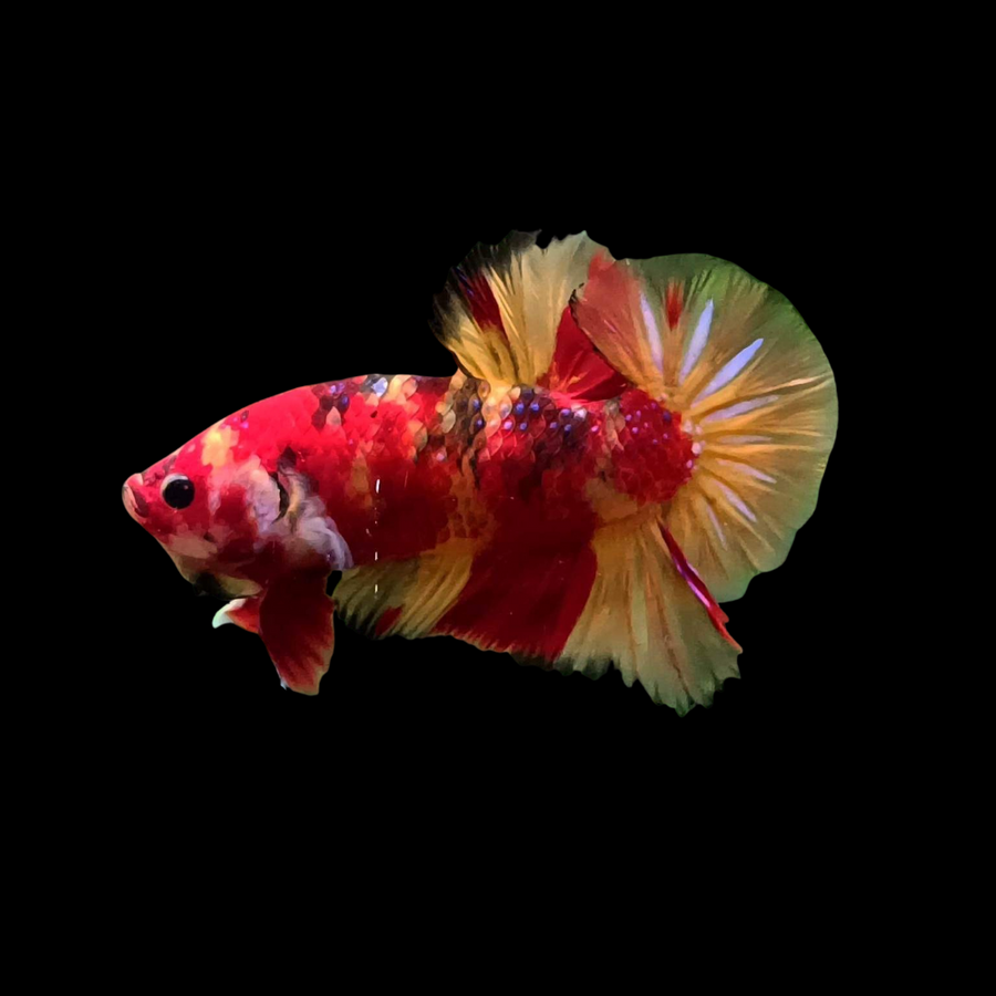 Galaxy Koi Nemo Betta Fish (Male)