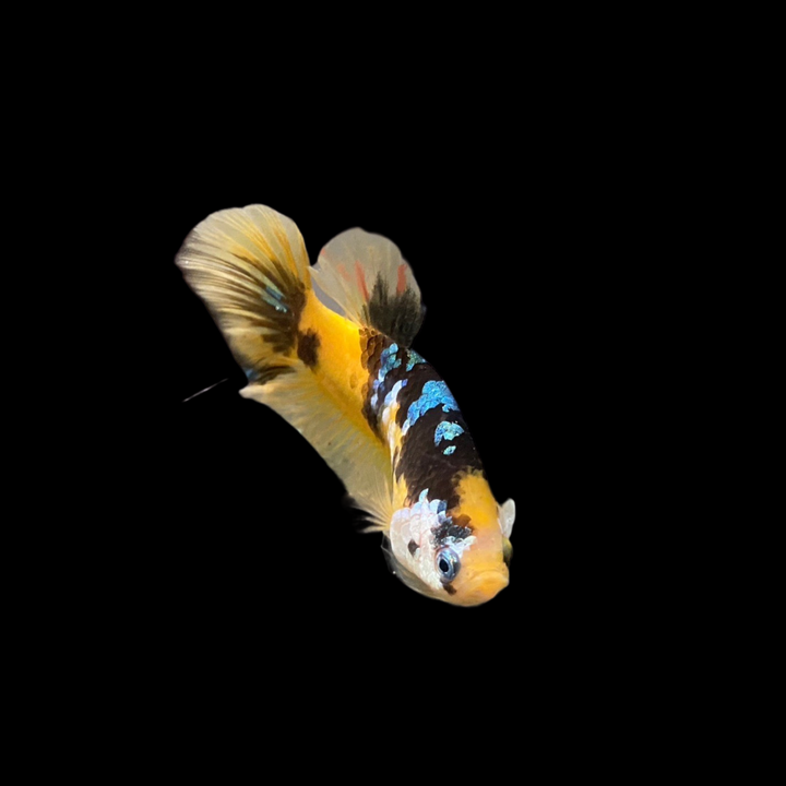 Rare Galaxy Yellow Tiger Betta Fish