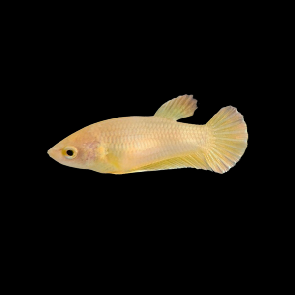 Golden betta fish clearance price