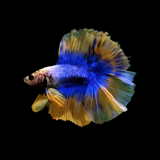 Halfmoon Mustard Betta Fish (Male)