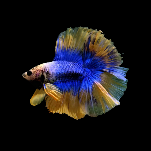 RareHalfmoonMustardBettaFish_g