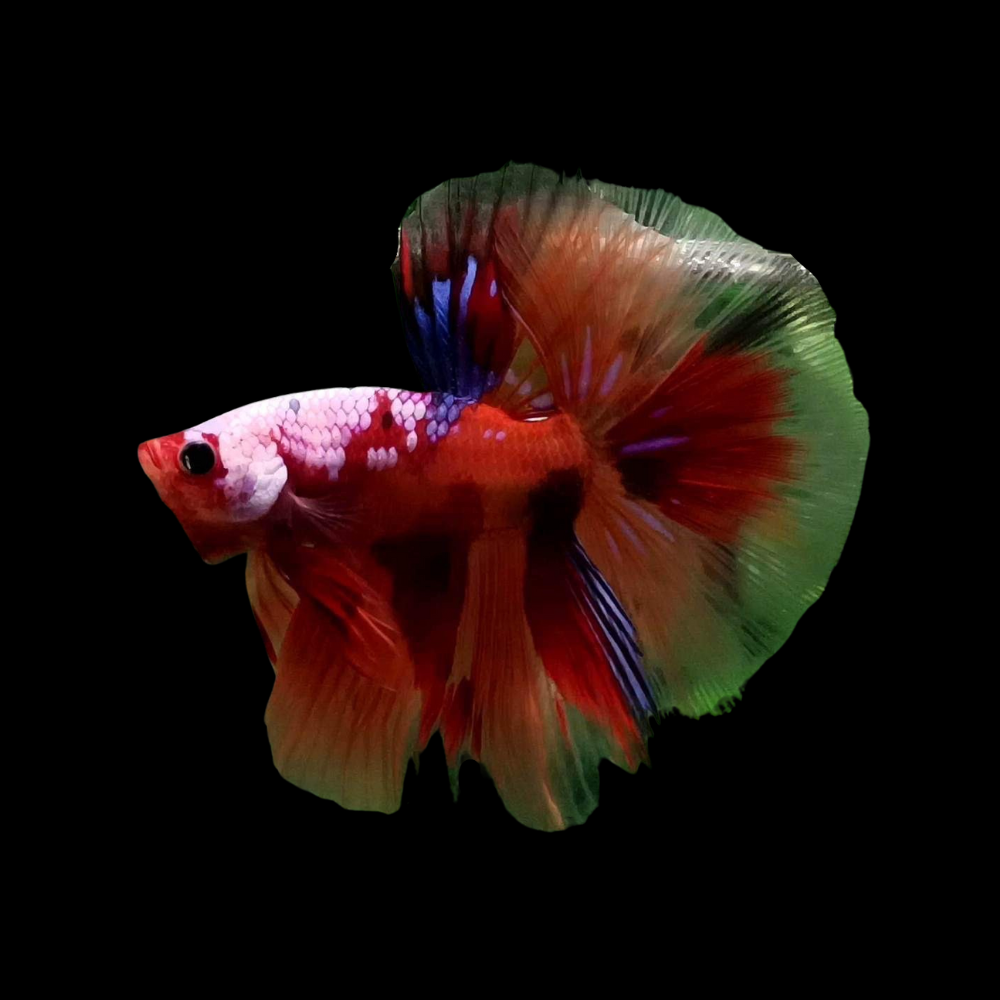 Rare Koi Candy Betta Fish