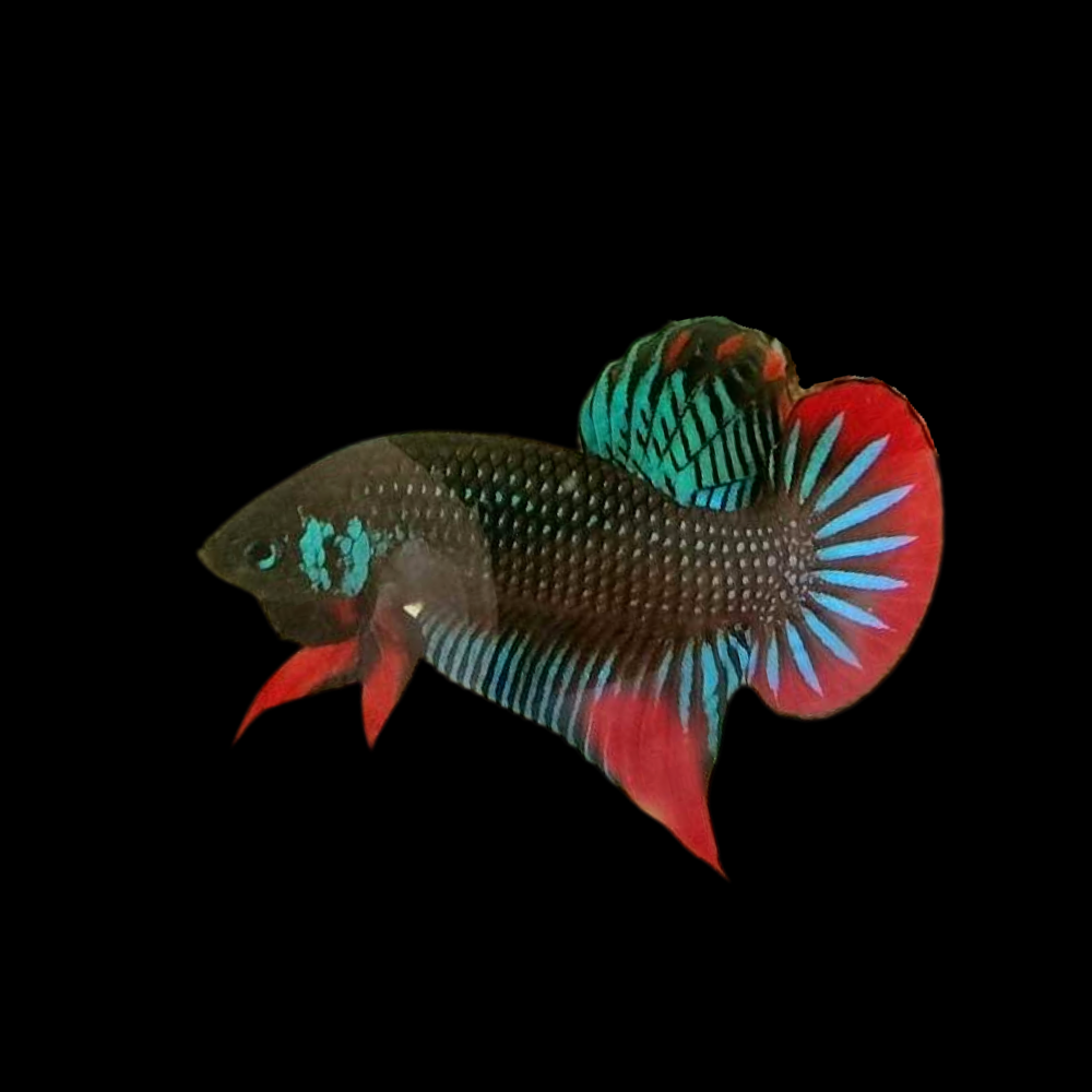 Rare South of Thailand Wild Betta Fish (Male)