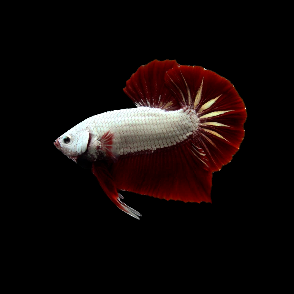 Red Dragon Scale Betta Fish
