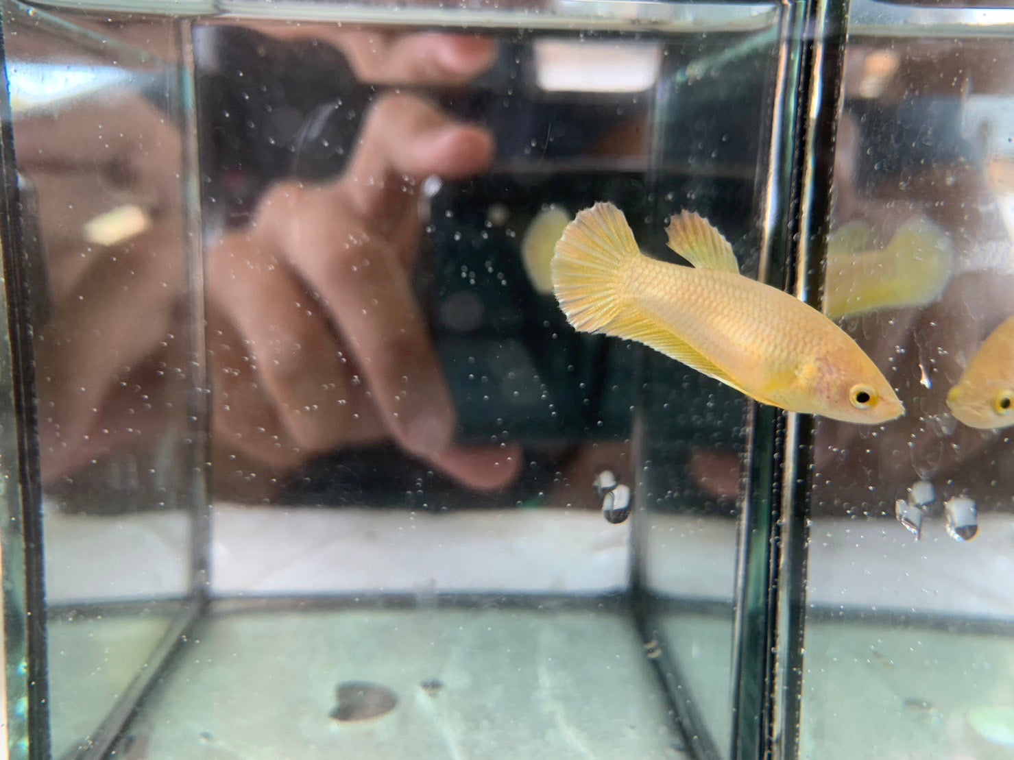 Rare Gold Betta Fish