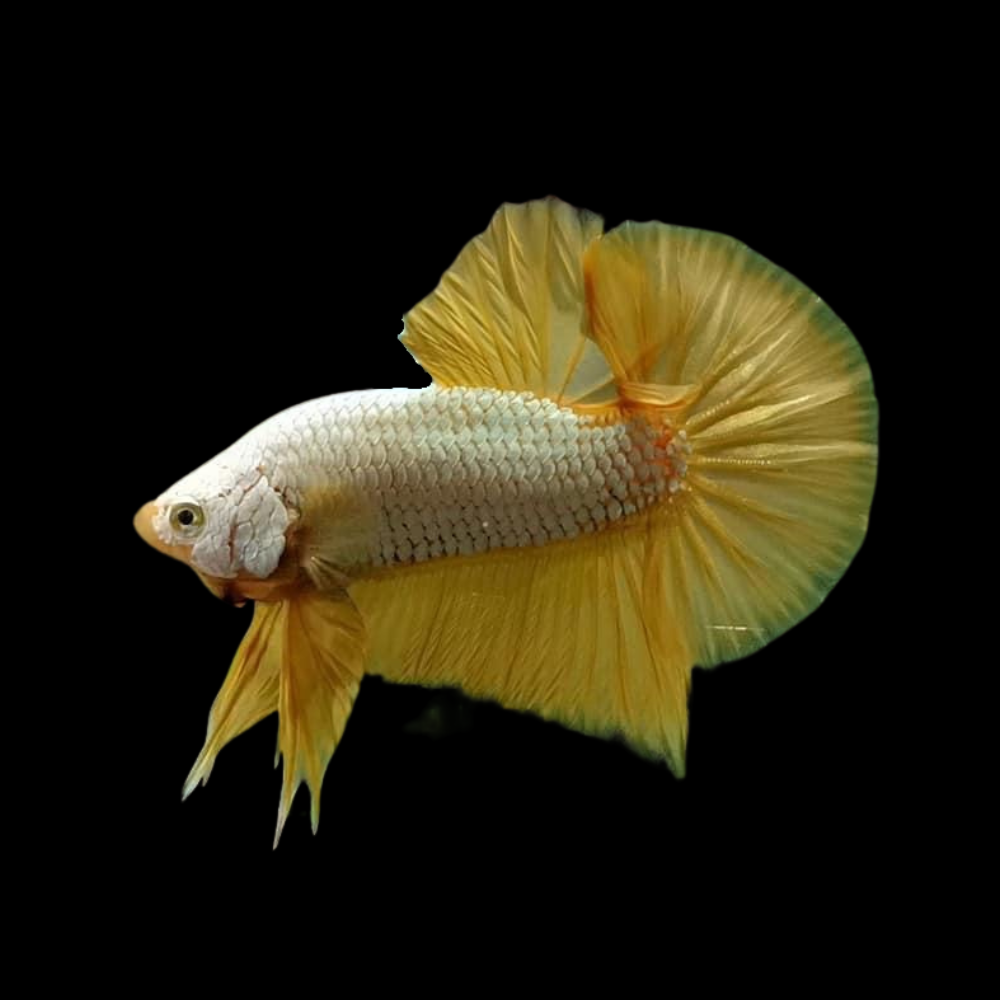 Yellow Dragon Scale Betta Fish