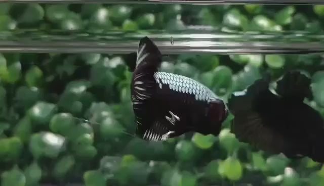 Rare Black Shadow Samurai Betta Fish