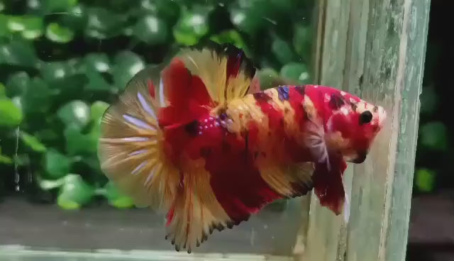 Galaxy Koi Nemo Betta Fish