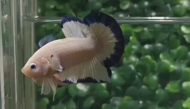 White and Blue Butterfly Betta Fish